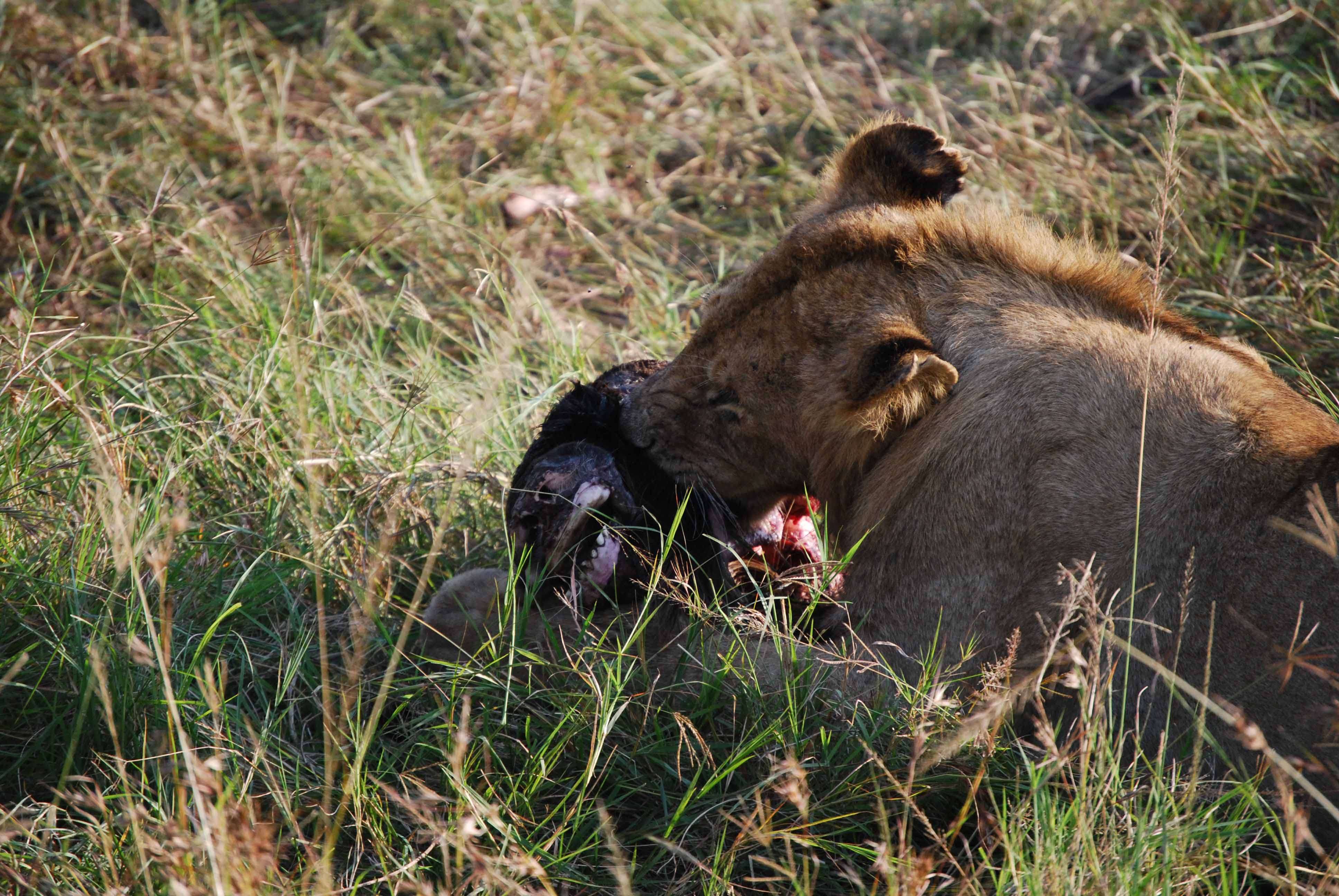 Un montón de leones y un poquito de porno - Regreso al Mara - Kenia (16)